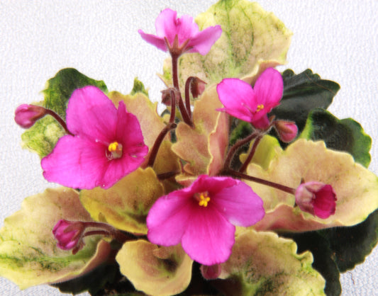 Saintpaulia Mikinda Girl - Dibleys