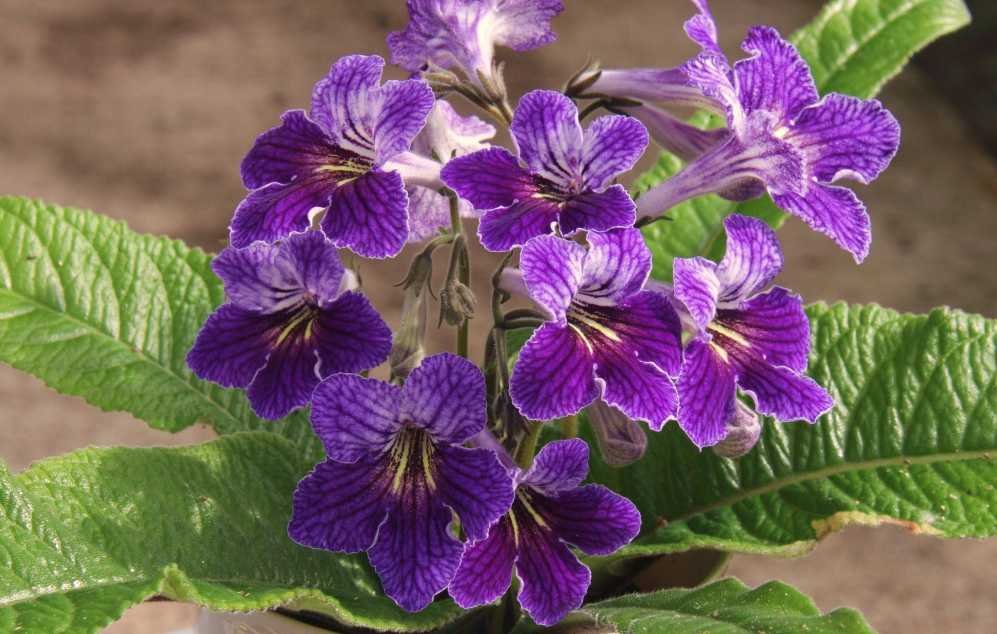 Streptocarpus Minnie - Dibleys