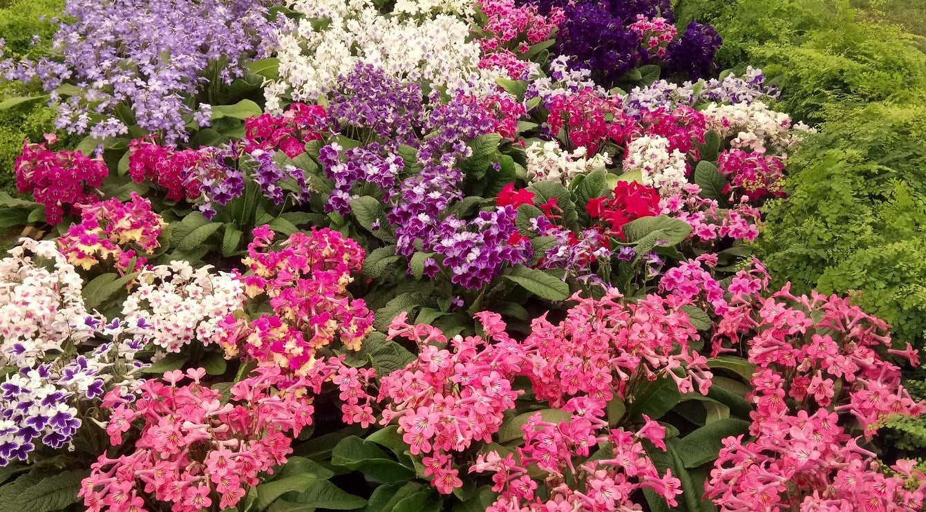 A Collection of Streptocarpus (our selection)
