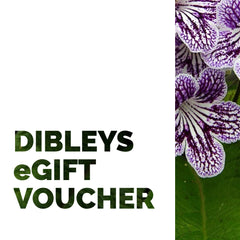 Dibleys eGift Voucher - Dibleys