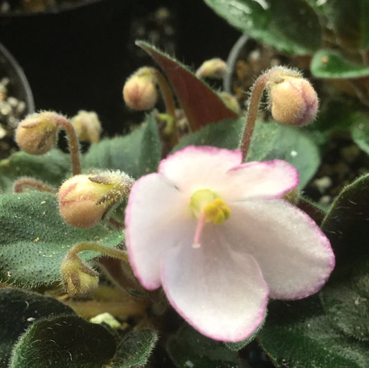 Saintpaulia N-Thumbelina