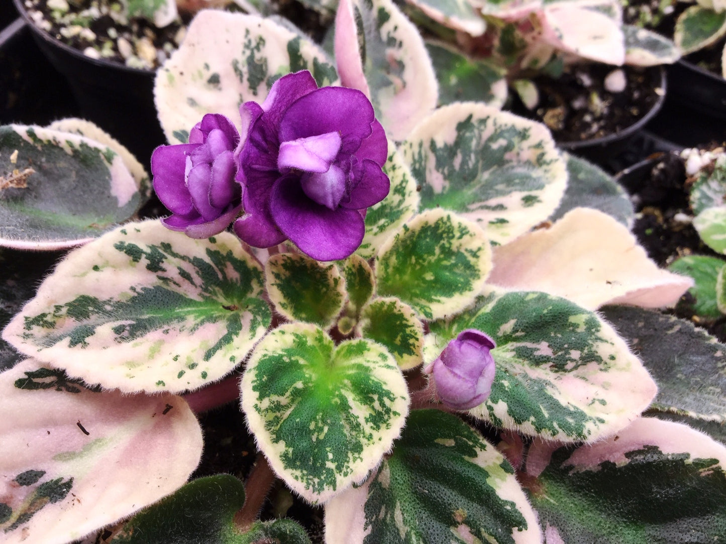 Saintpaulia Nancy Reagan