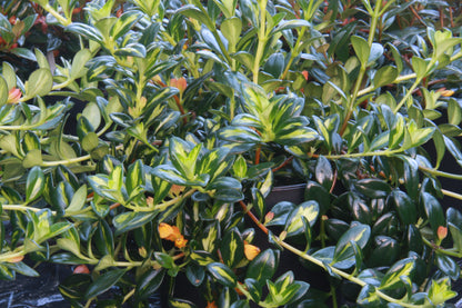 Nematanthus gregarius Variegata - Dibleys