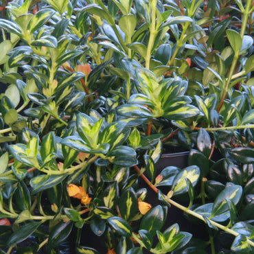 Nematanthus gregarius Variegata