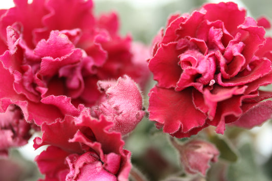 Saintpaulia Ness' Antique Red - Dibleys