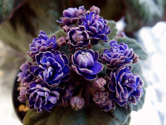 Ness' Crinkle Blue - Dibleys