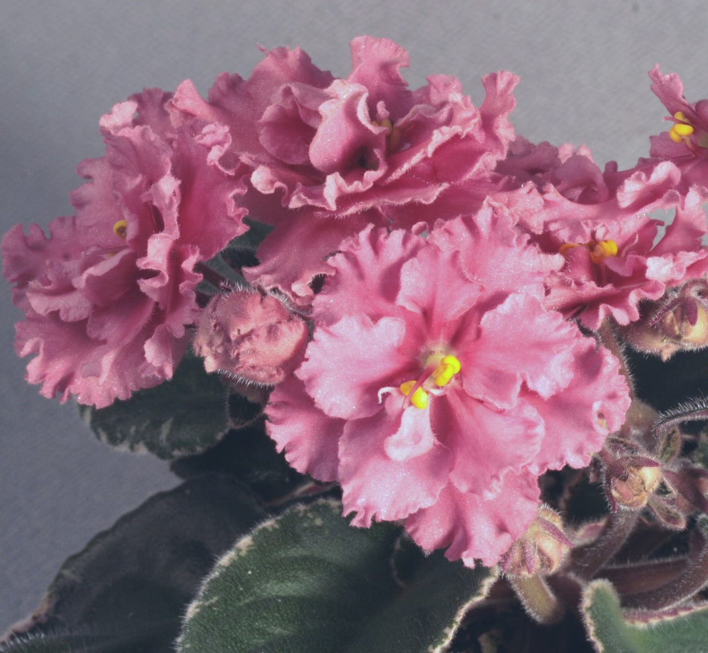 Ness' Orange Pekoe - Dibleys