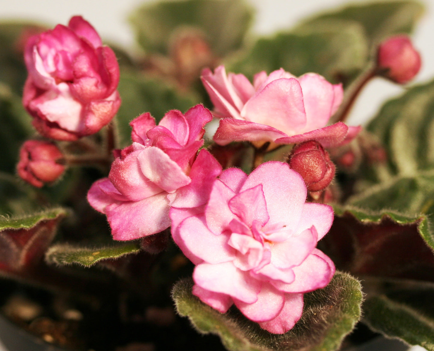 Ness' Satin Rose - Dibleys