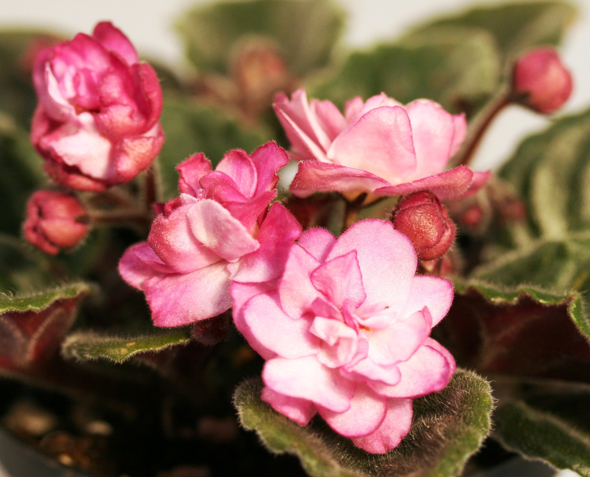 Ness' Satin Rose - Dibleys