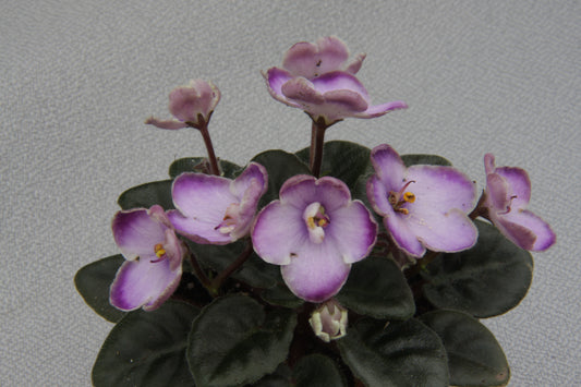 Oksana - Dibleys
