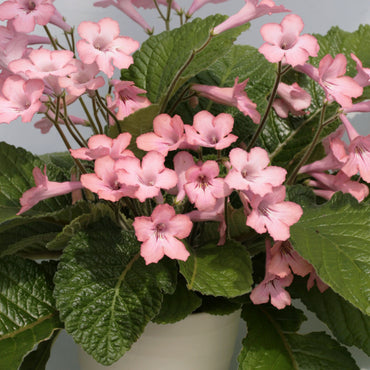 Streptocarpus Olivia