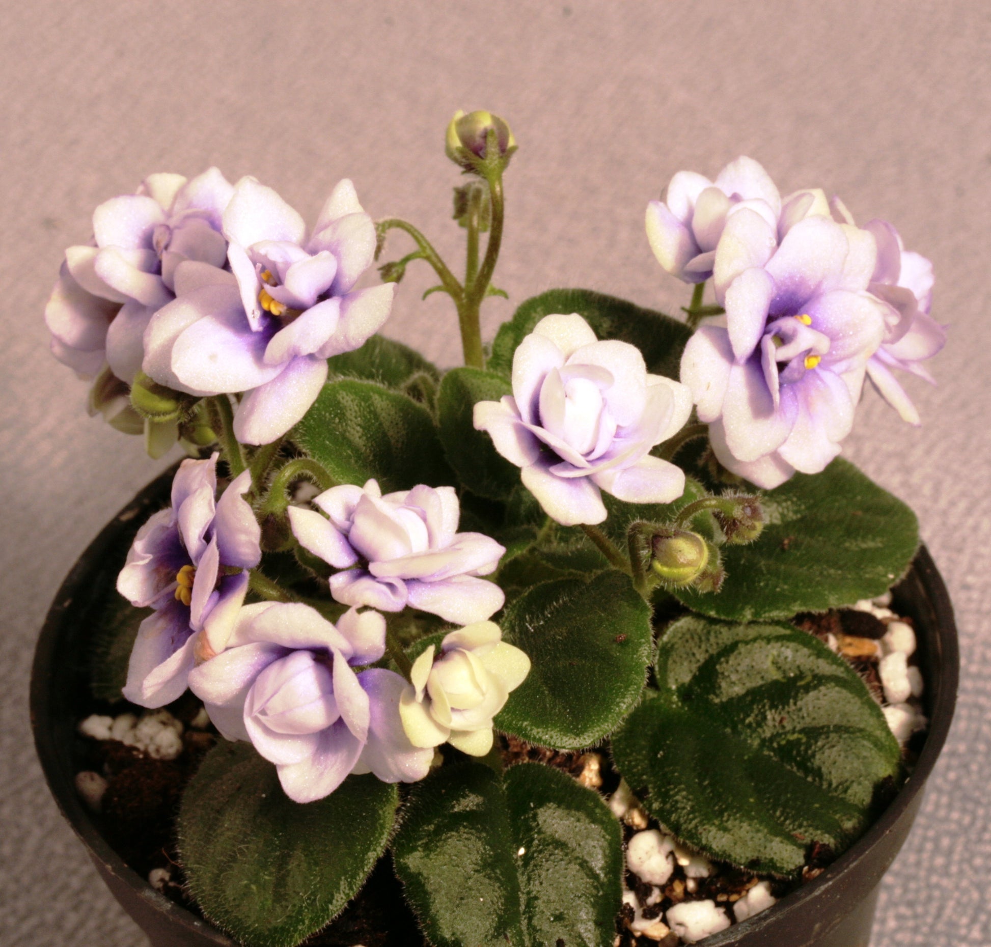 Optimara Little Moonstone - Dibleys