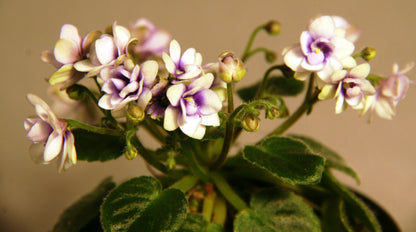 Optimara Little Moonstone - Dibleys