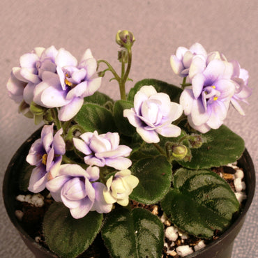 Saintpaulia Optimara Little Moonstone