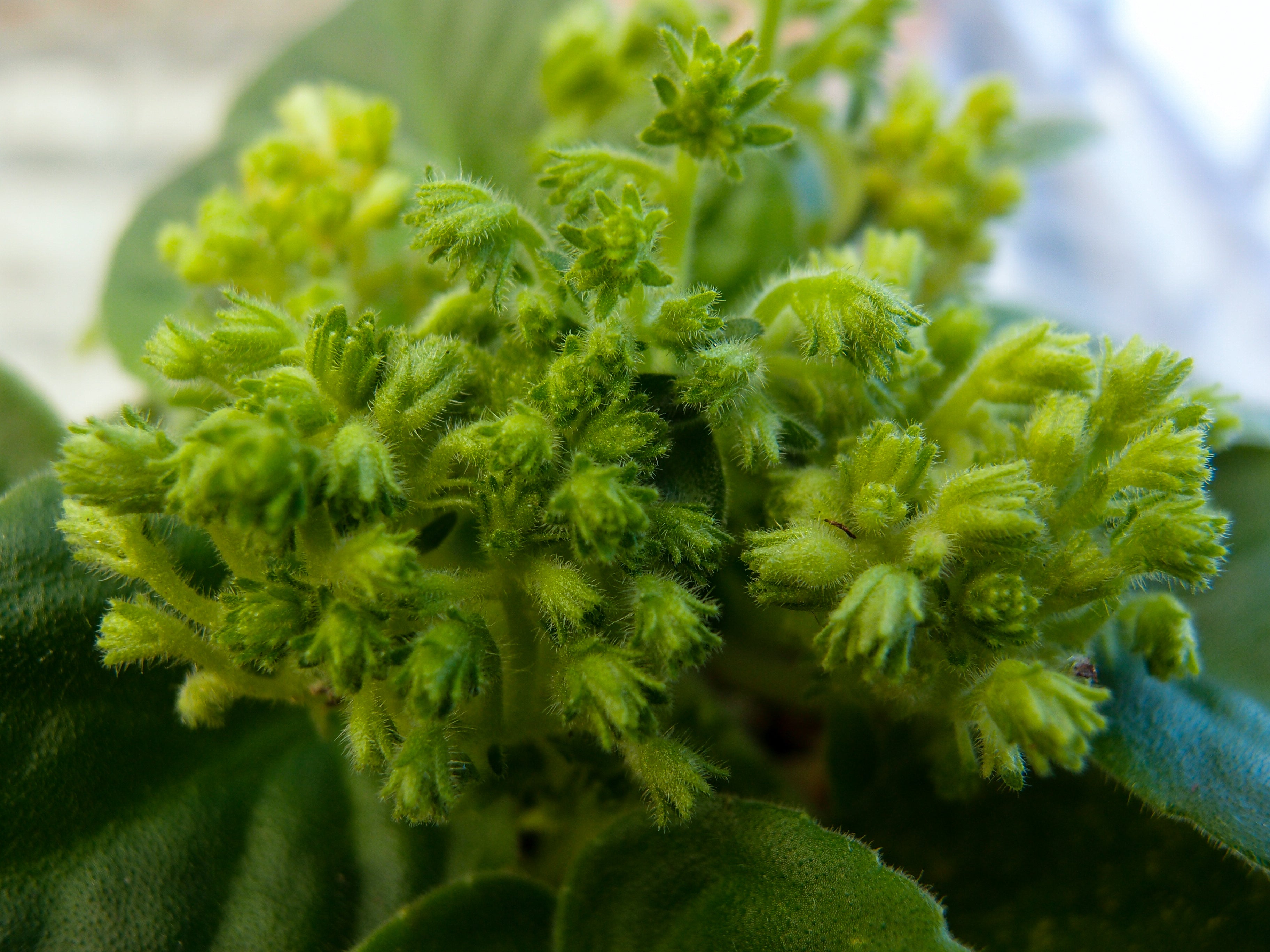 Saintpaulia Plug Plants – Page 4 – Dibleys