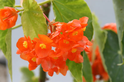 Begonia Orange Rubra - Dibleys