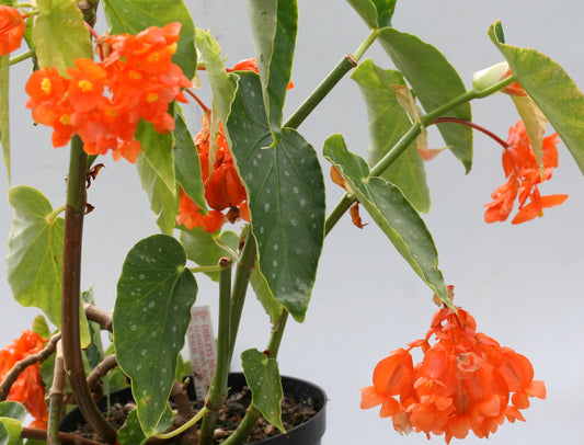 Begonia Orange Rubra - Dibleys