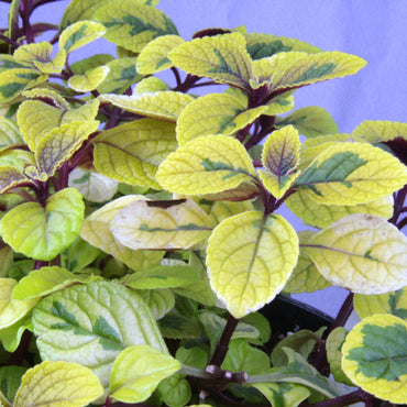 Plectranthus Easy Gold