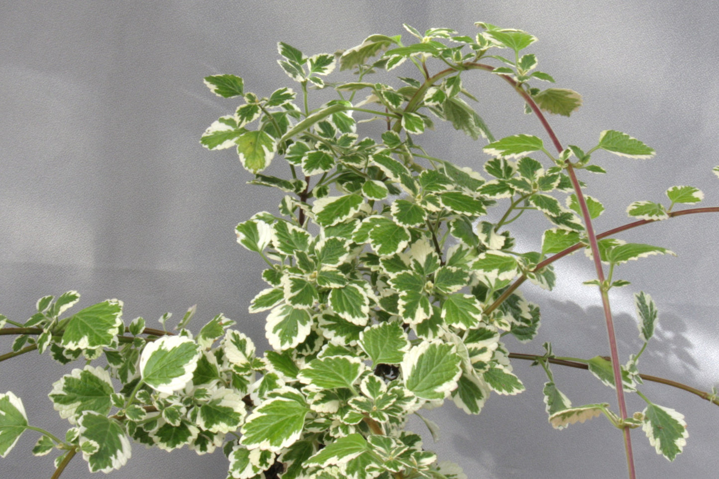 madagascariensis 'Lynne' - Dibleys