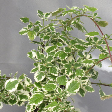 Plectranthus madagascariensis 'Lynne'