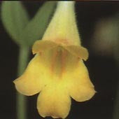 Primulina Aiko - Dibleys