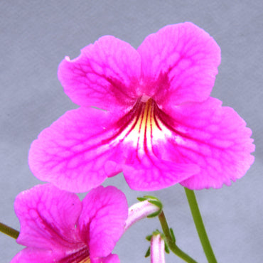 Streptocarpus Padarn