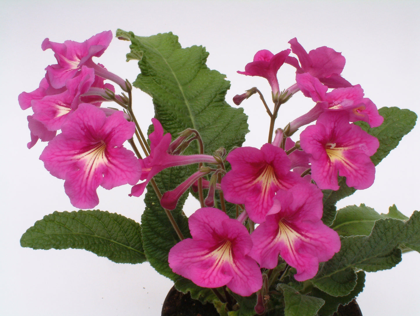 Streptocarpus Padarn