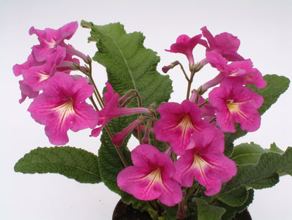 Streptocarpus Padarn