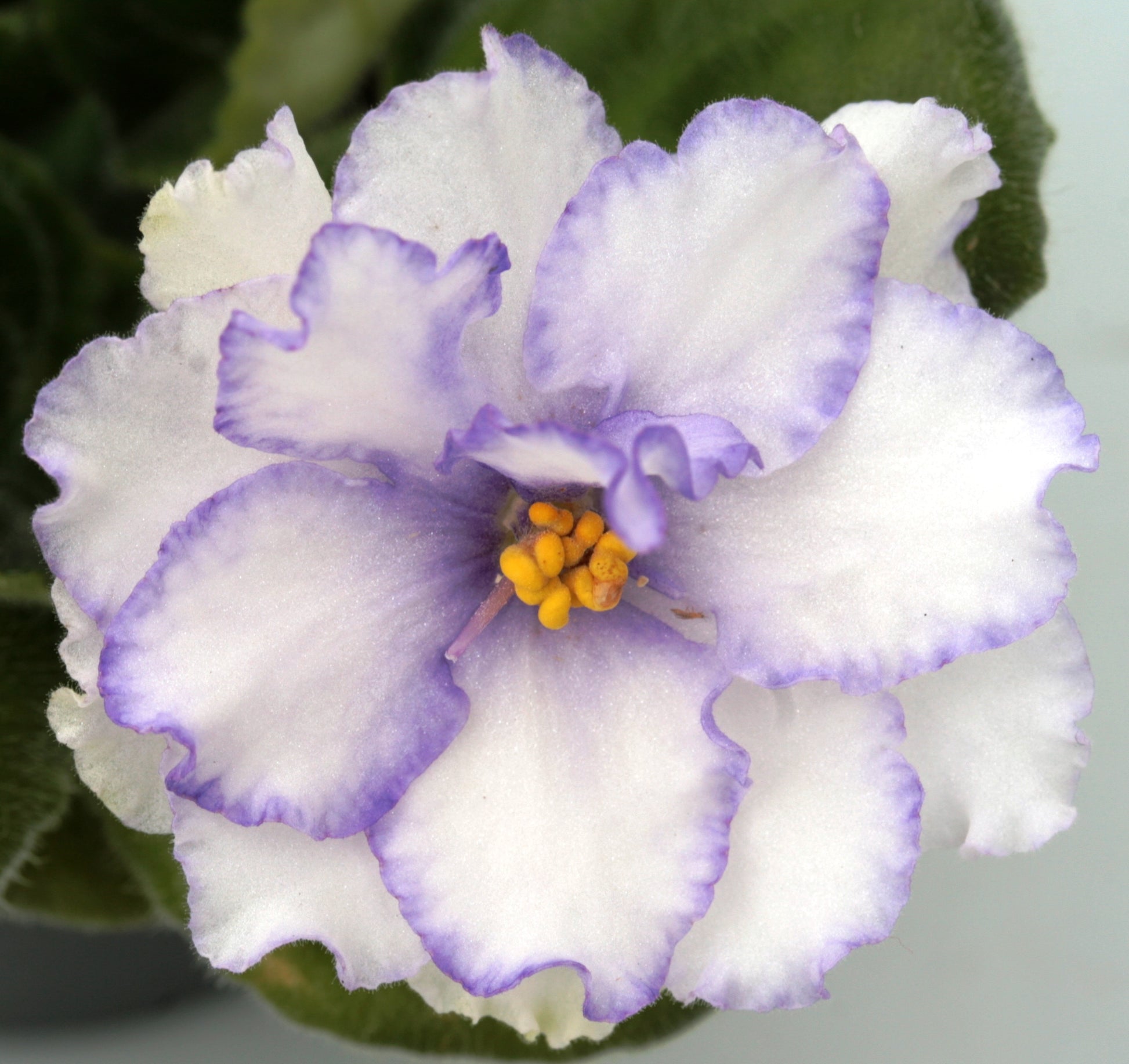 Saintpaulia Pat Tracey - Dibleys