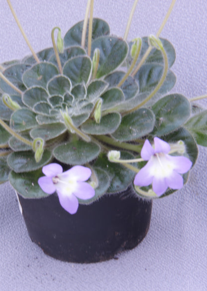 Petrocosmea Paul Kroll - Dibleys