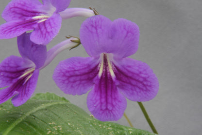 Paula - Dibleys