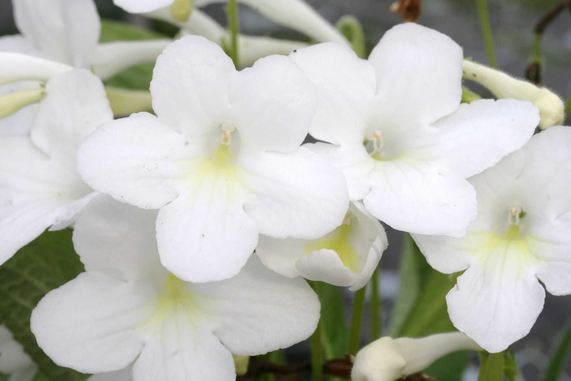 Streptocarpus Pearl - Dibleys
