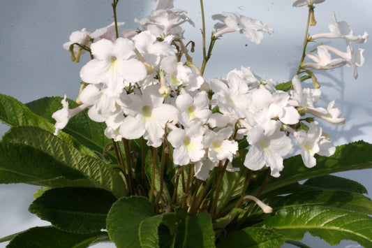 Streptocarpus Pearl - Dibleys