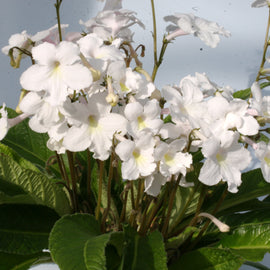 Streptocarpus Pearl