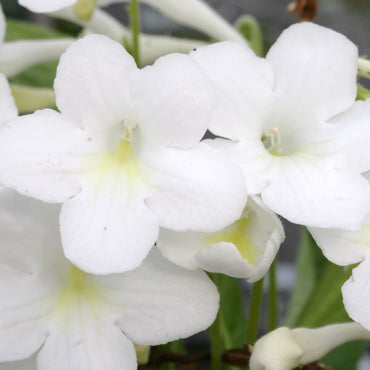 Streptocarpus Pearl