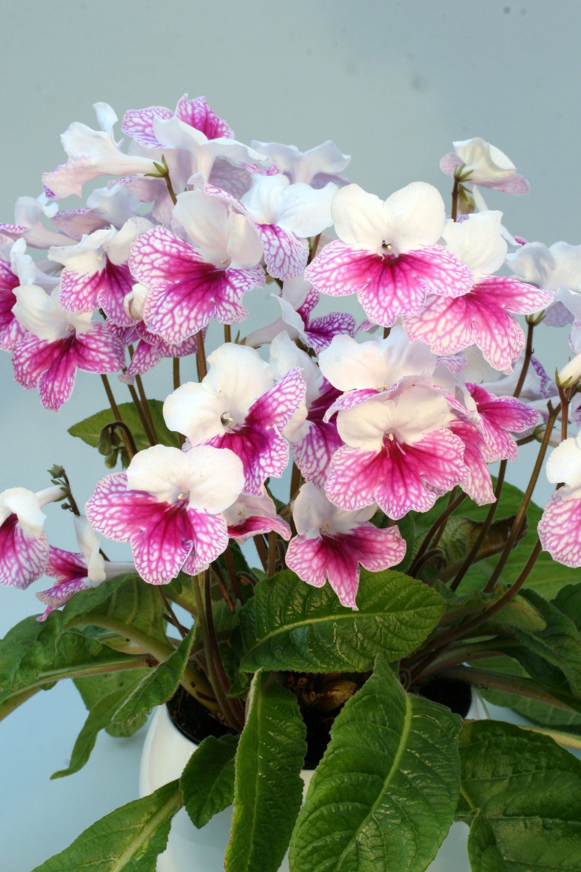 A Collection of Streptocarpus (our selection) - Dibleys