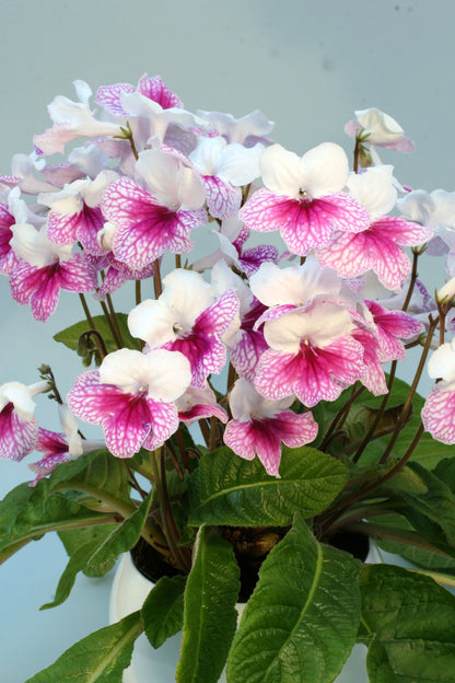 A Collection of Streptocarpus (our selection) - Dibleys