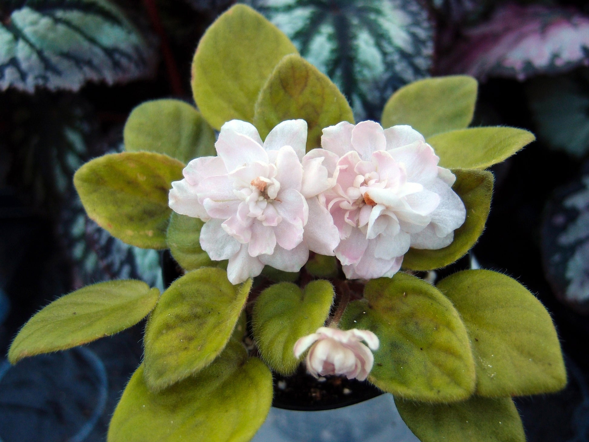 Pink Mint - Dibleys
