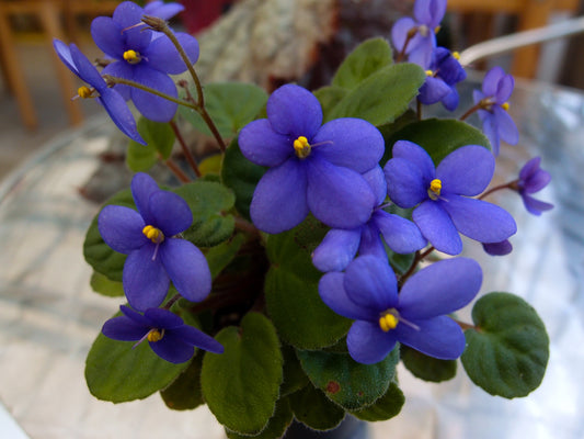 Saintpaulia Pixie Blue - Dibleys