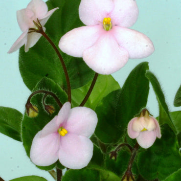 Saintpaulia Pixie Pink