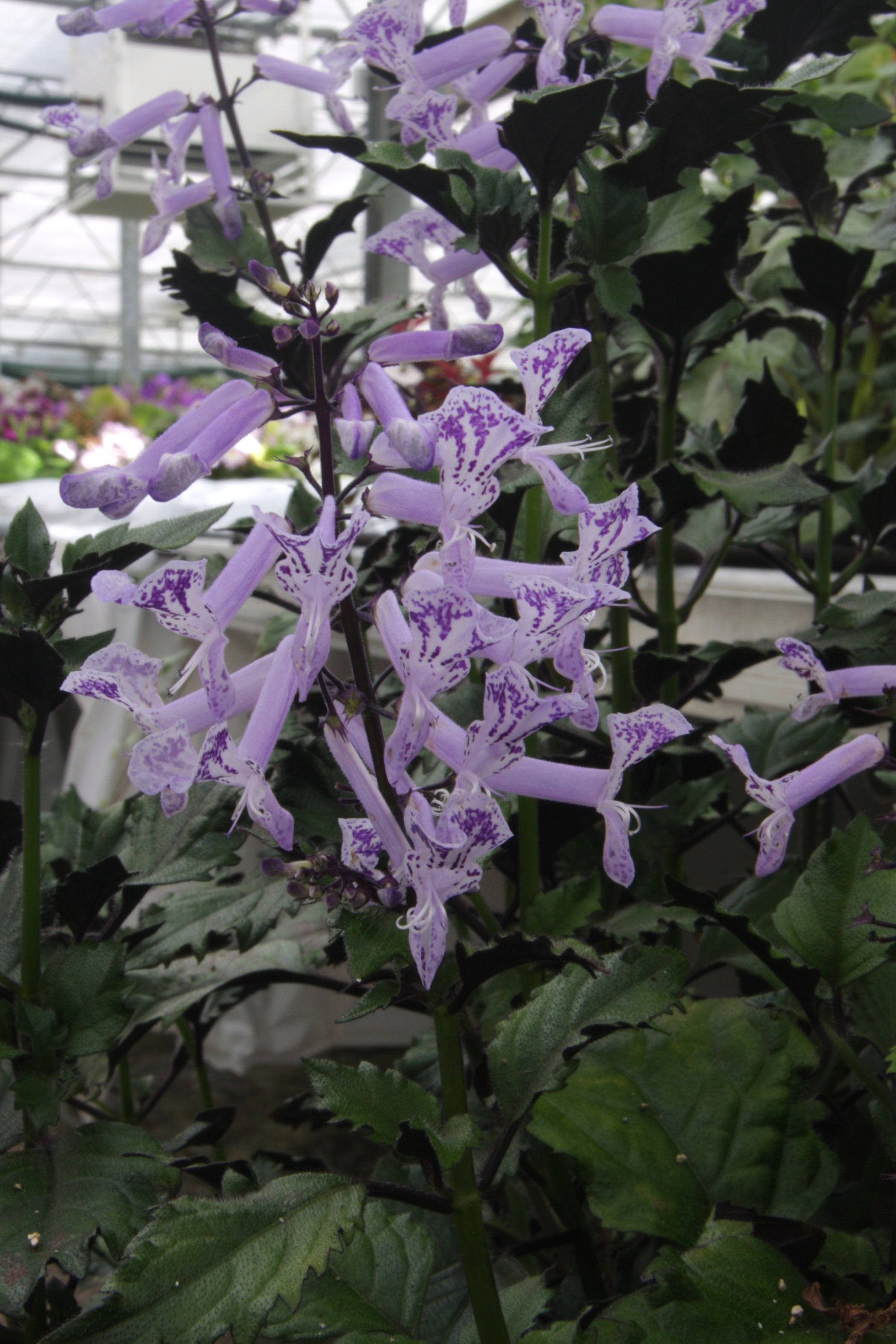mona lavender plants for sale Plectranthus Mona Lavender – Dibleys