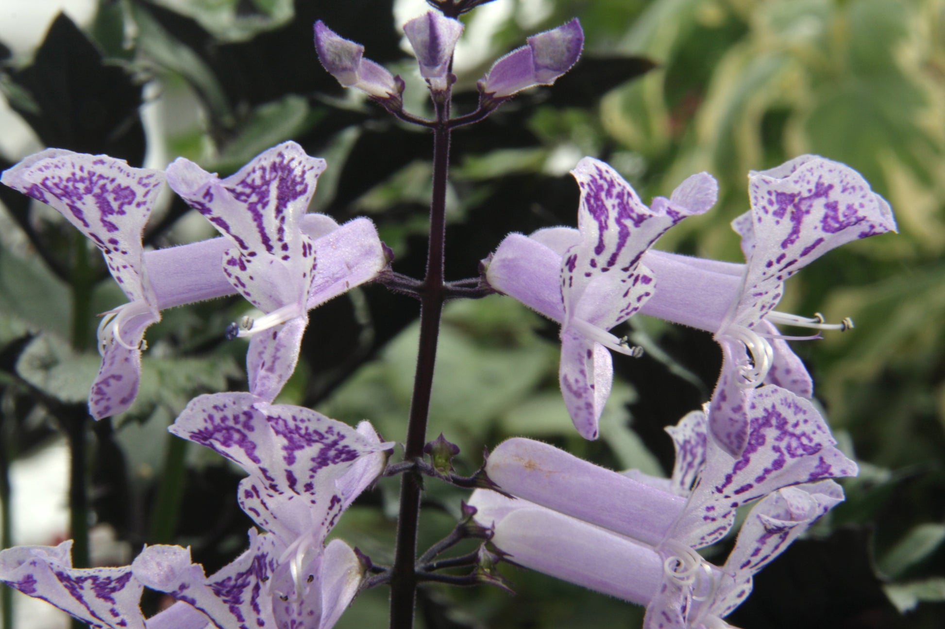 Mona Lavender - Dibleys