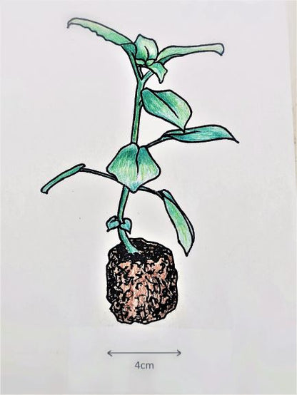 Aeschynanthus Speciosus