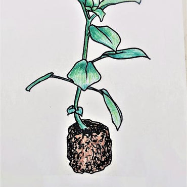 Aeschynanthus Scooby Doo