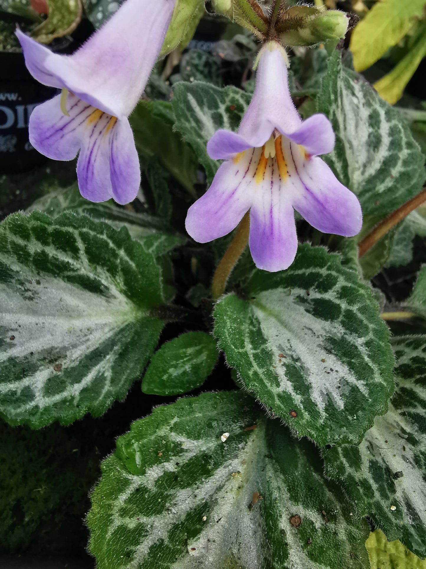 Primulina Loki