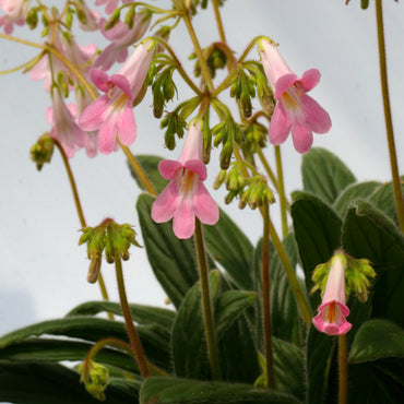 Primulina Candy