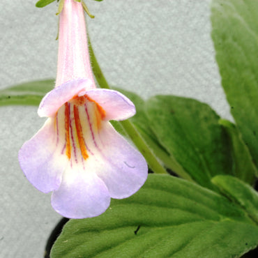 Primulina Periwinkle