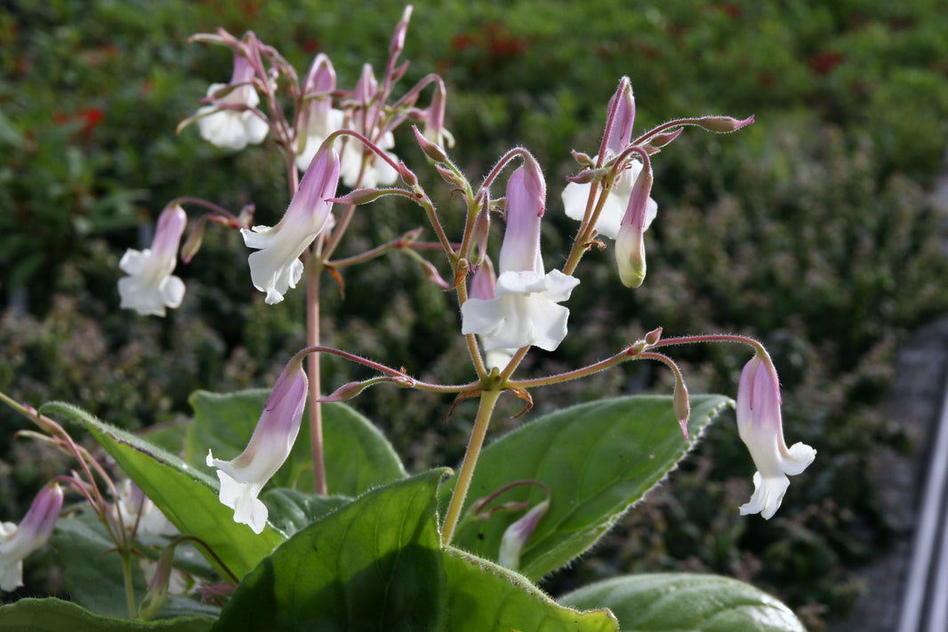 Primulina (Chiritas) – Dibleys