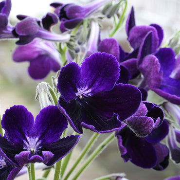 Streptocarpus Purple Velvet
