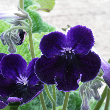 Streptocarpus Purple Velvet